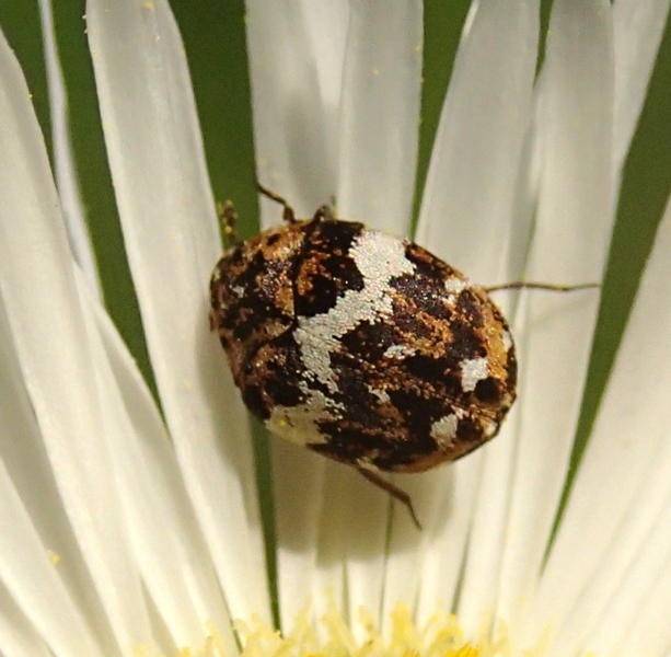 Anthrenus delicatus